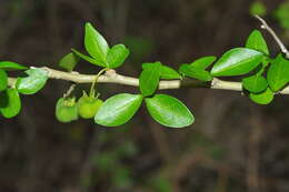 Image of wild lime