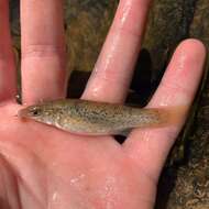 Image of Speckled killifish