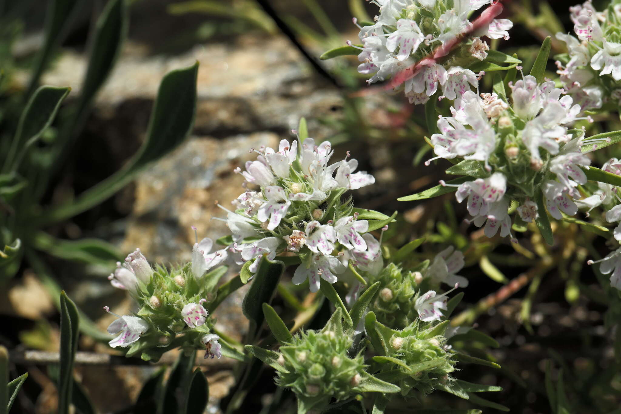 Image of Thymus atticus Celak.