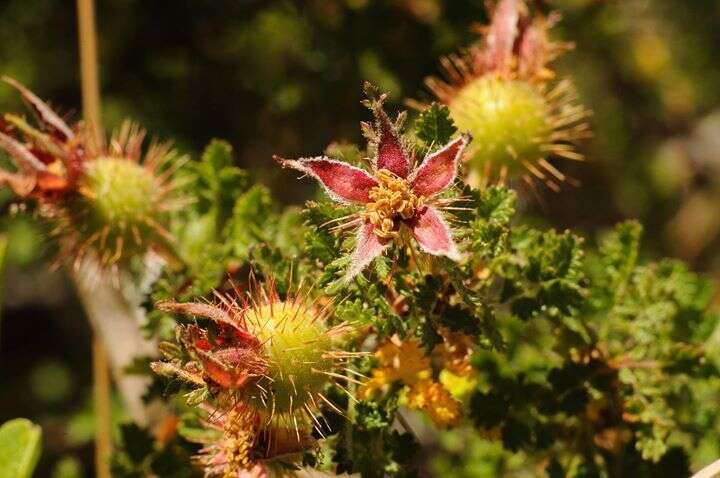 Rosa minutifolia Parry的圖片