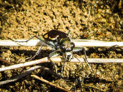 Image of Cicindela (Cicindela) scutellaris lecontei Haldeman 1853