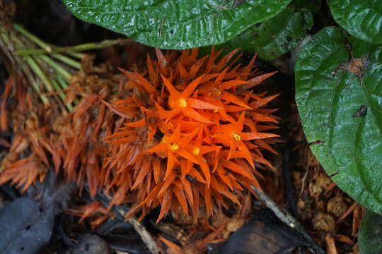 Image of Gurania rhizantha (Poepp. & Endl.) C. Jeffrey