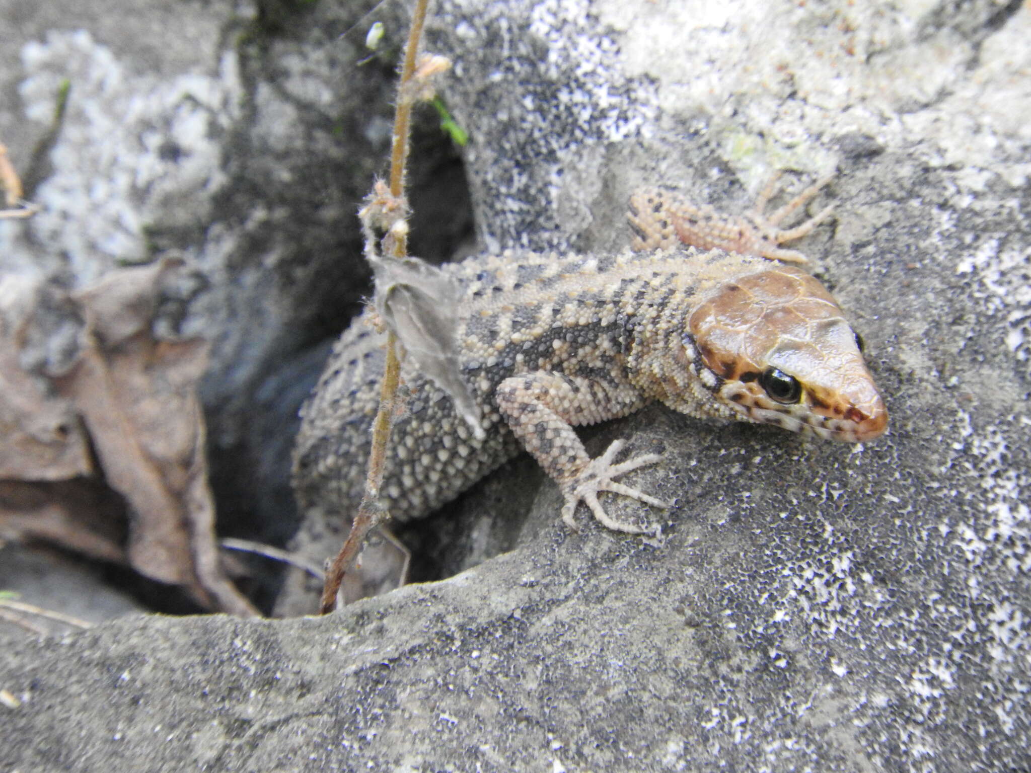 Image of Madrean Tropical Night Lizard
