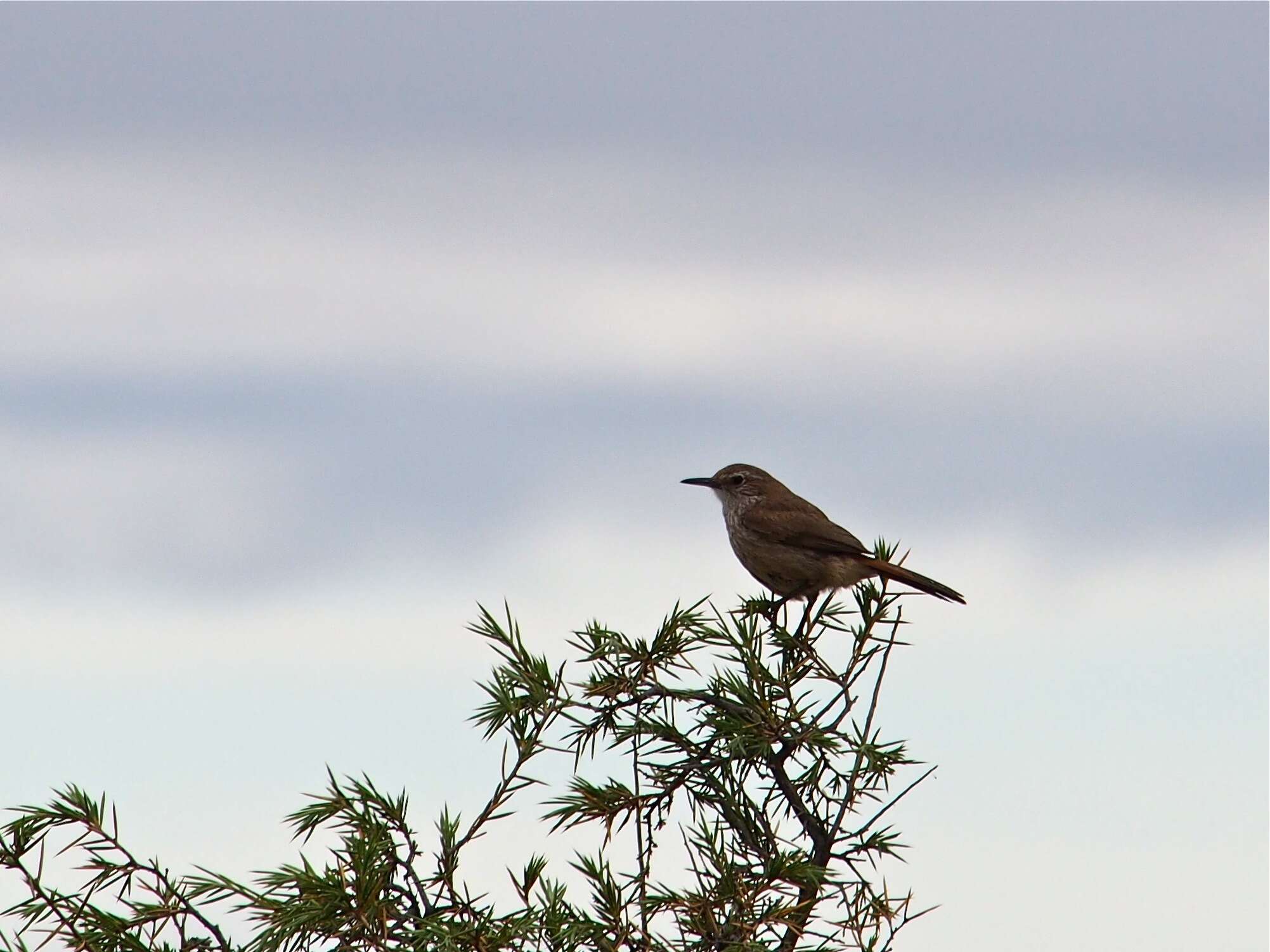 Image of Band-tailed Earthcreeper