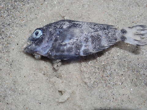 Image of Pelagic butterfish