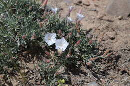 Imagem de Convolvulus tragacanthoides Turcz.