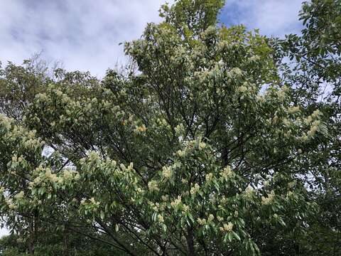 Plancia ëd Prunus spinulosa Sieb. & Zucc.