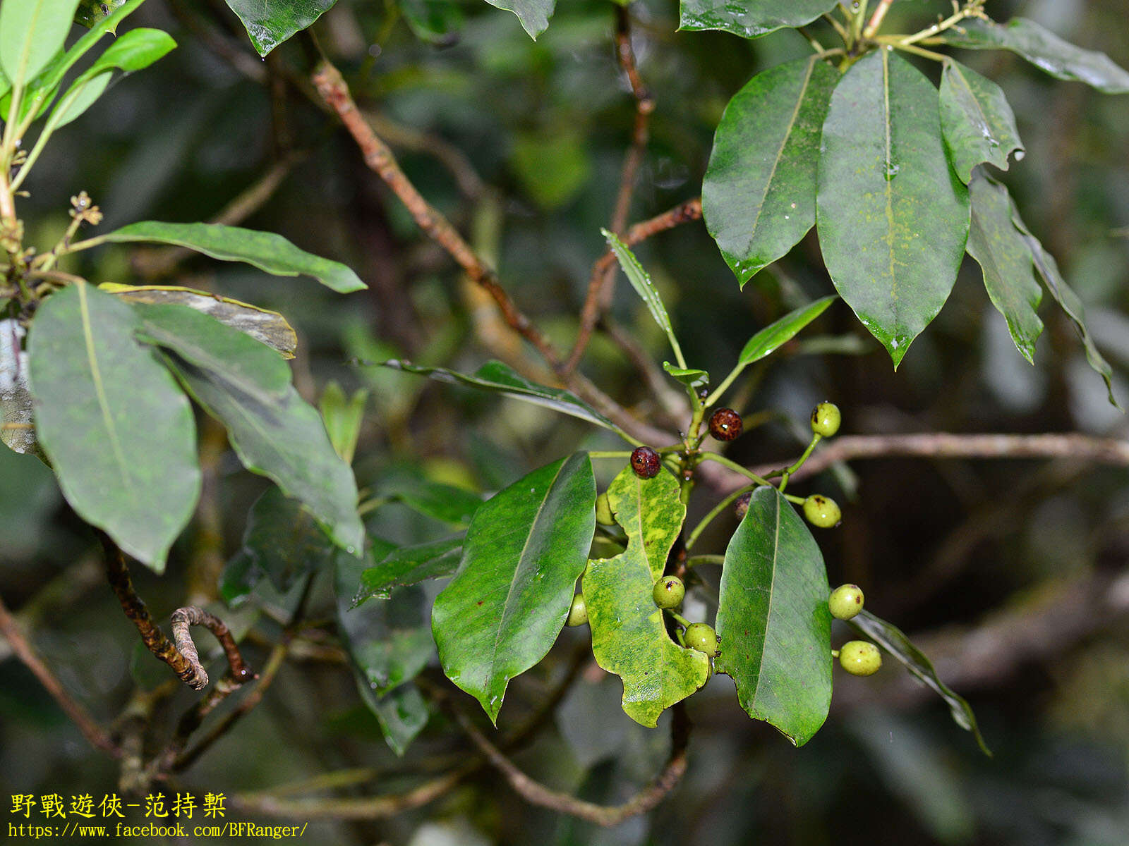 Imagem de Daphniphyllum pentandrum Hayata