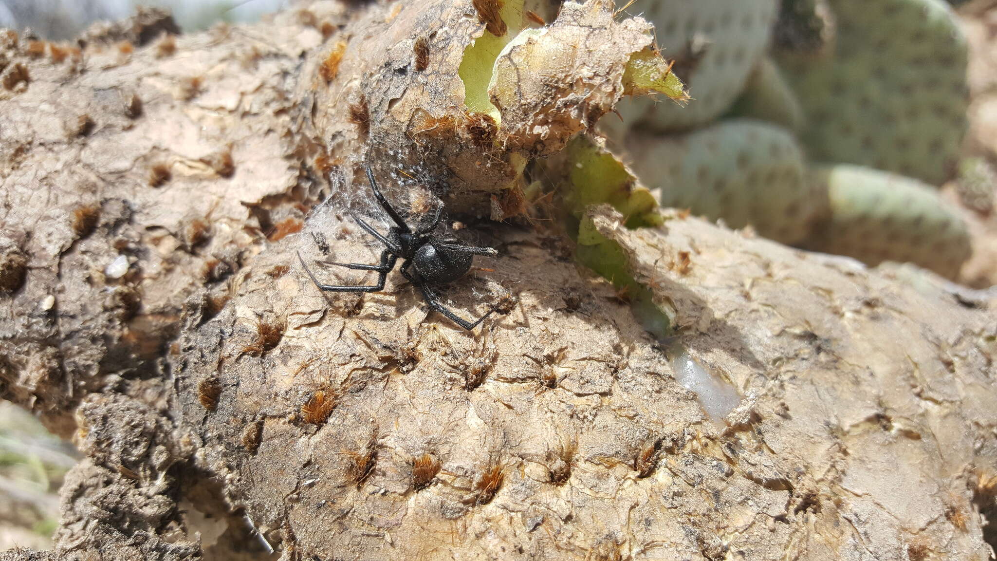 Latrodectus hesperus Chamberlin & Ivie 1935的圖片