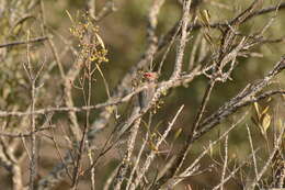 Sivun Urocolius indicus transvaalensis Roberts 1922 kuva