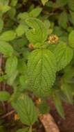 Image of Lantana horrida subsp. horrida