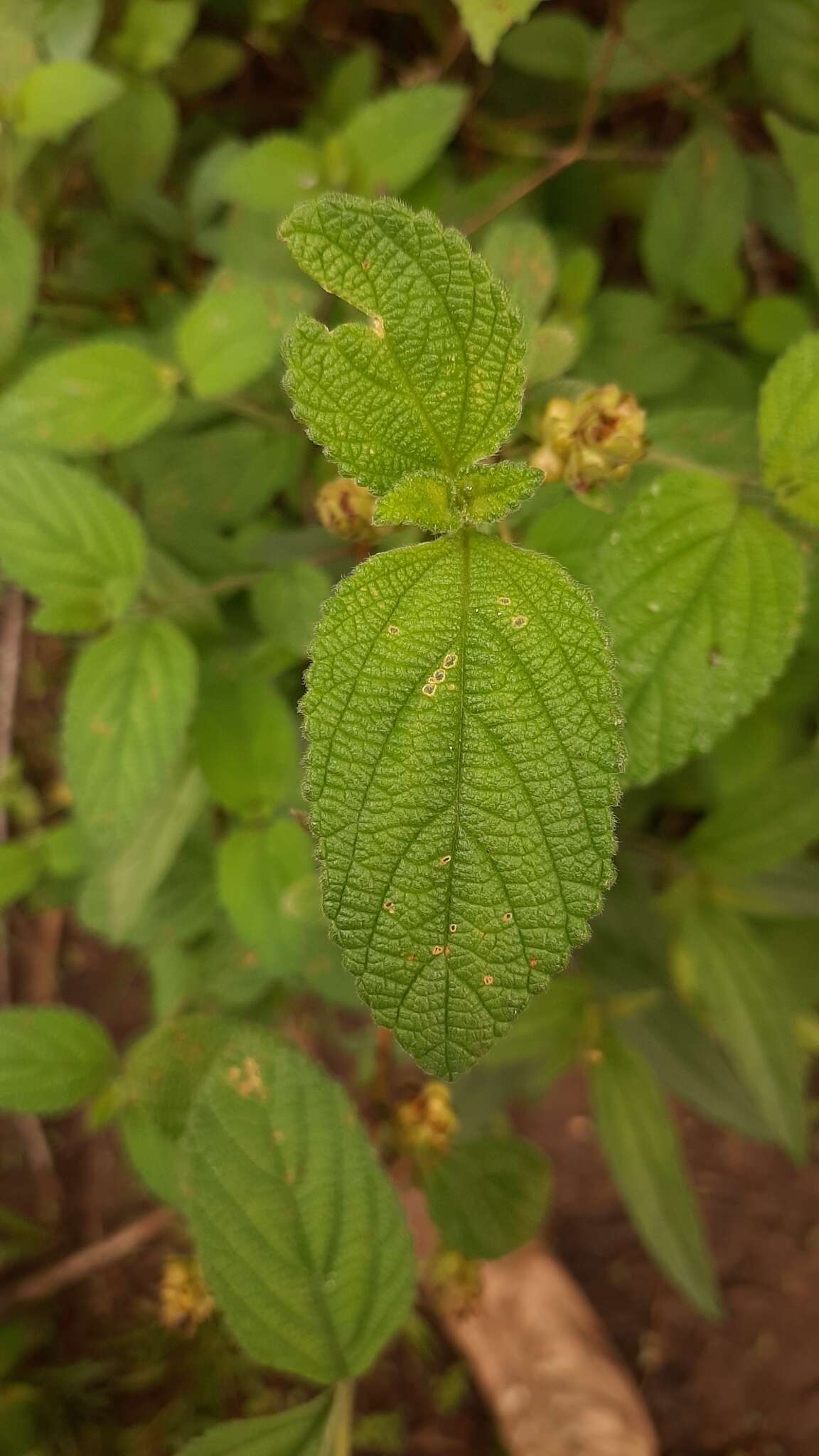 Image of Lantana horrida subsp. horrida