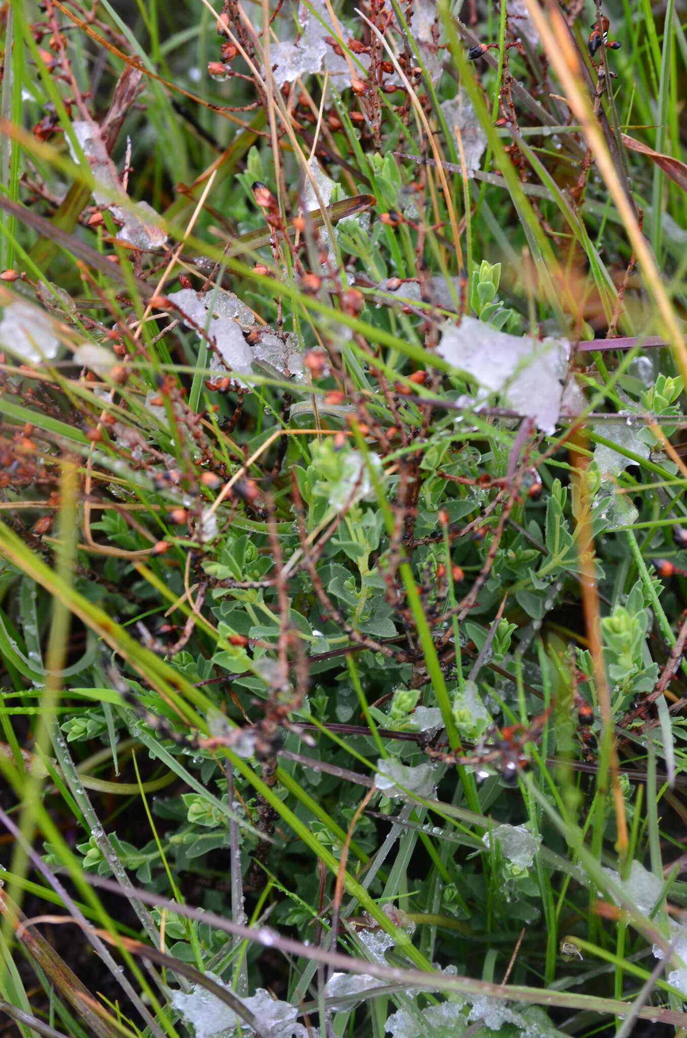 Image of Pimelea spinescens subsp. spinescens