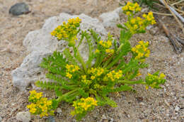 Sivun Lepidium flavum Torr. kuva