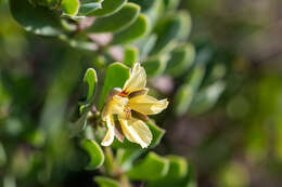 Image of Roepera flexuosa (Eckl. & Zeyh.) Beier & Thulin