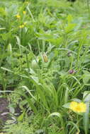 Image of Fritillaria lagodechiana Kharkev.