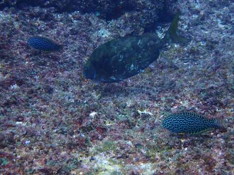 Image of Dusky rabbitfish