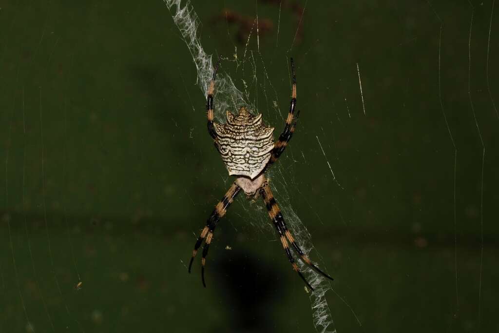 Image of Argiope levii Bjørn 1997