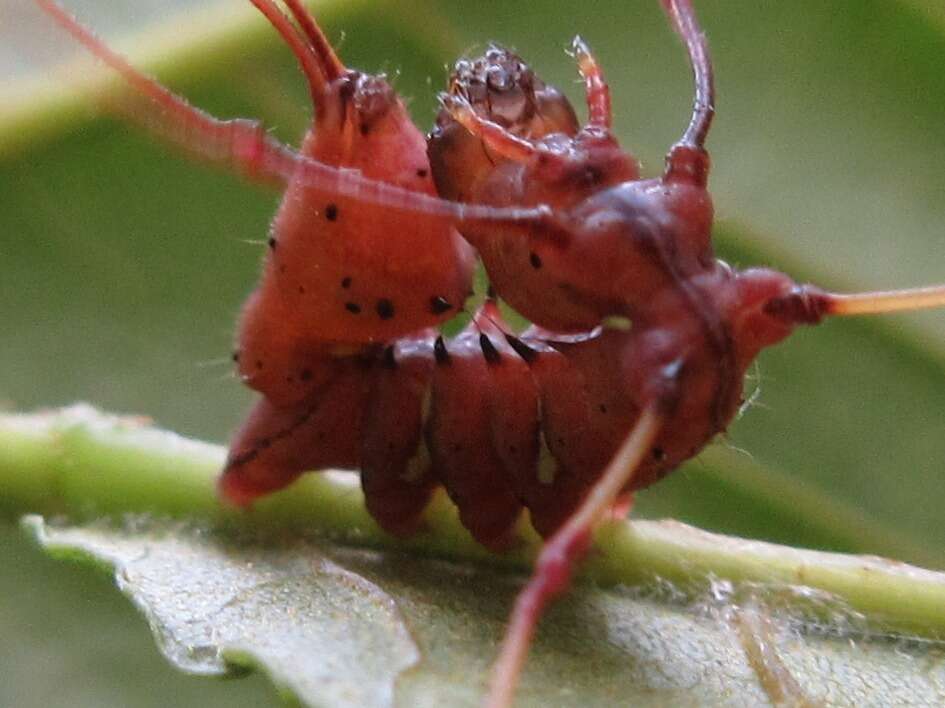 Cnethodonta grisescens Staudinger 1887的圖片