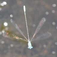 Image of Attentuated Bluet