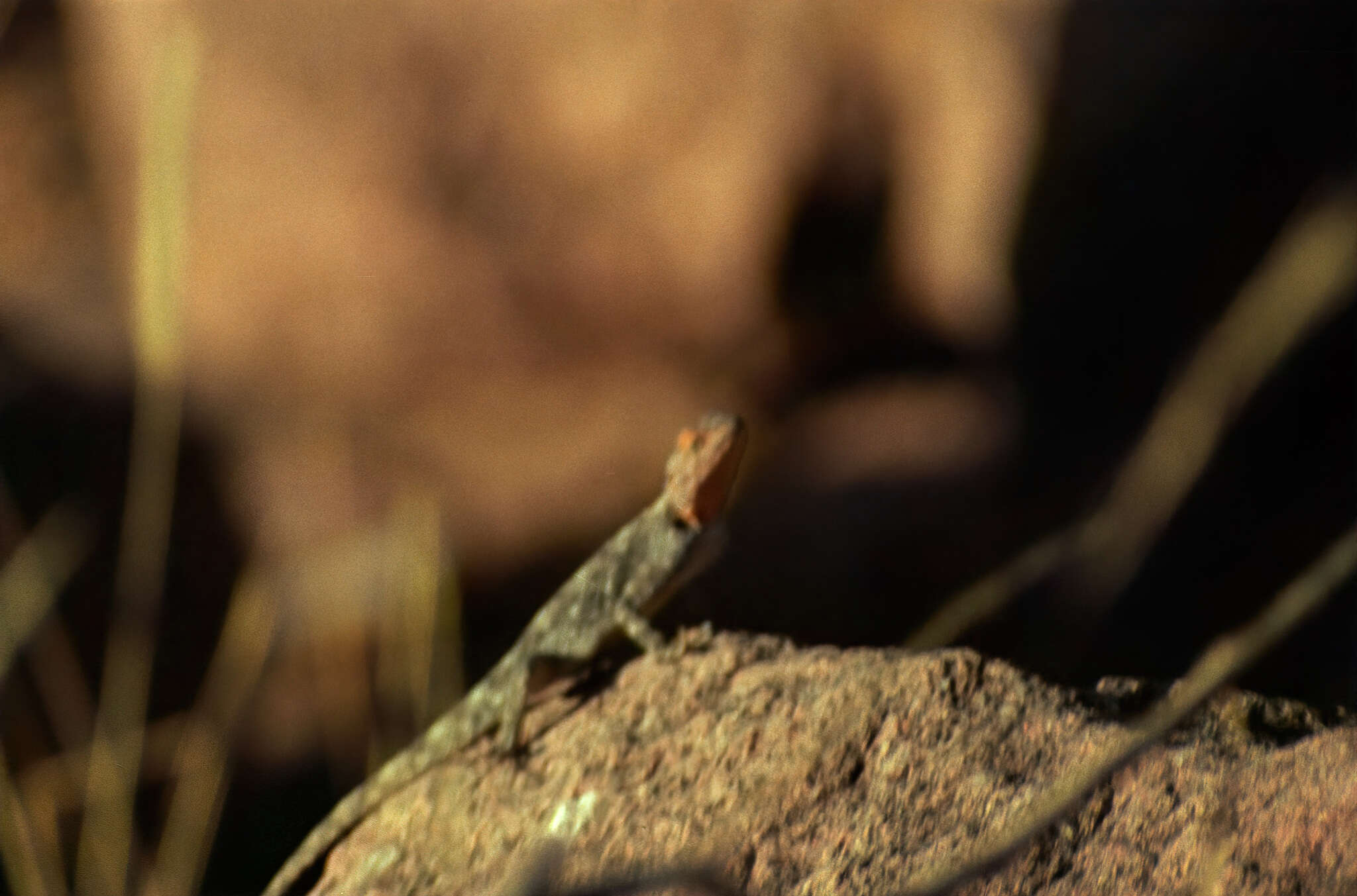 Image of Kirk's Rock Agama