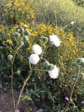 Sivun Chaenactis artemisiifolia (Harvey & A. Gray) A. Gray kuva