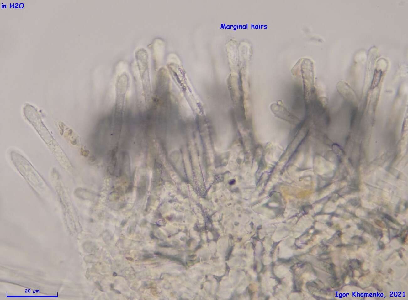 Image of Lachnum brevipilosum Baral 1985