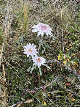 Leucheria hahnii Franch. resmi