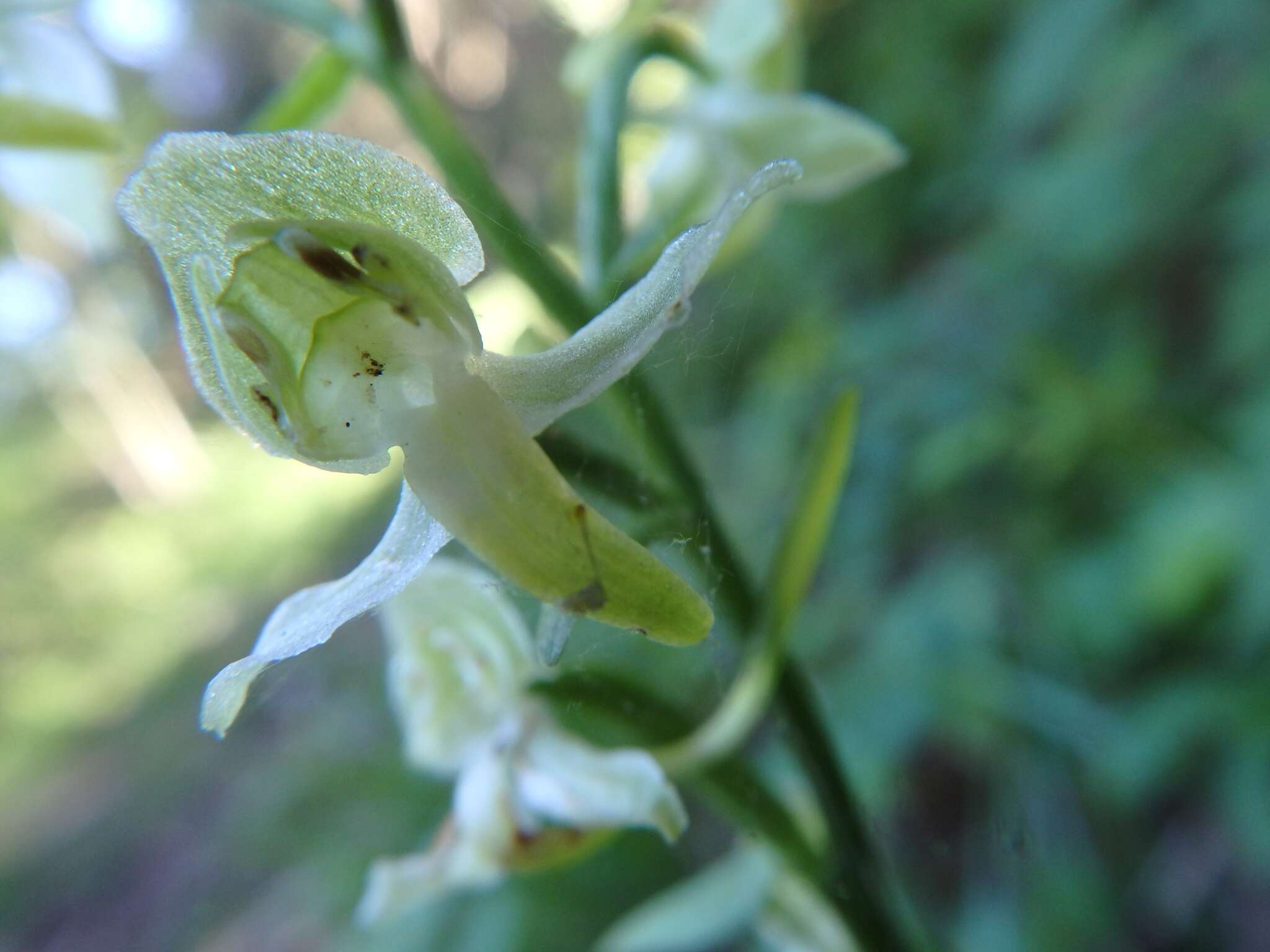 Слика од Platanthera chlorantha (Custer) Rchb.