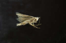 Image of Aspen Leaf Blotch Miner Moth