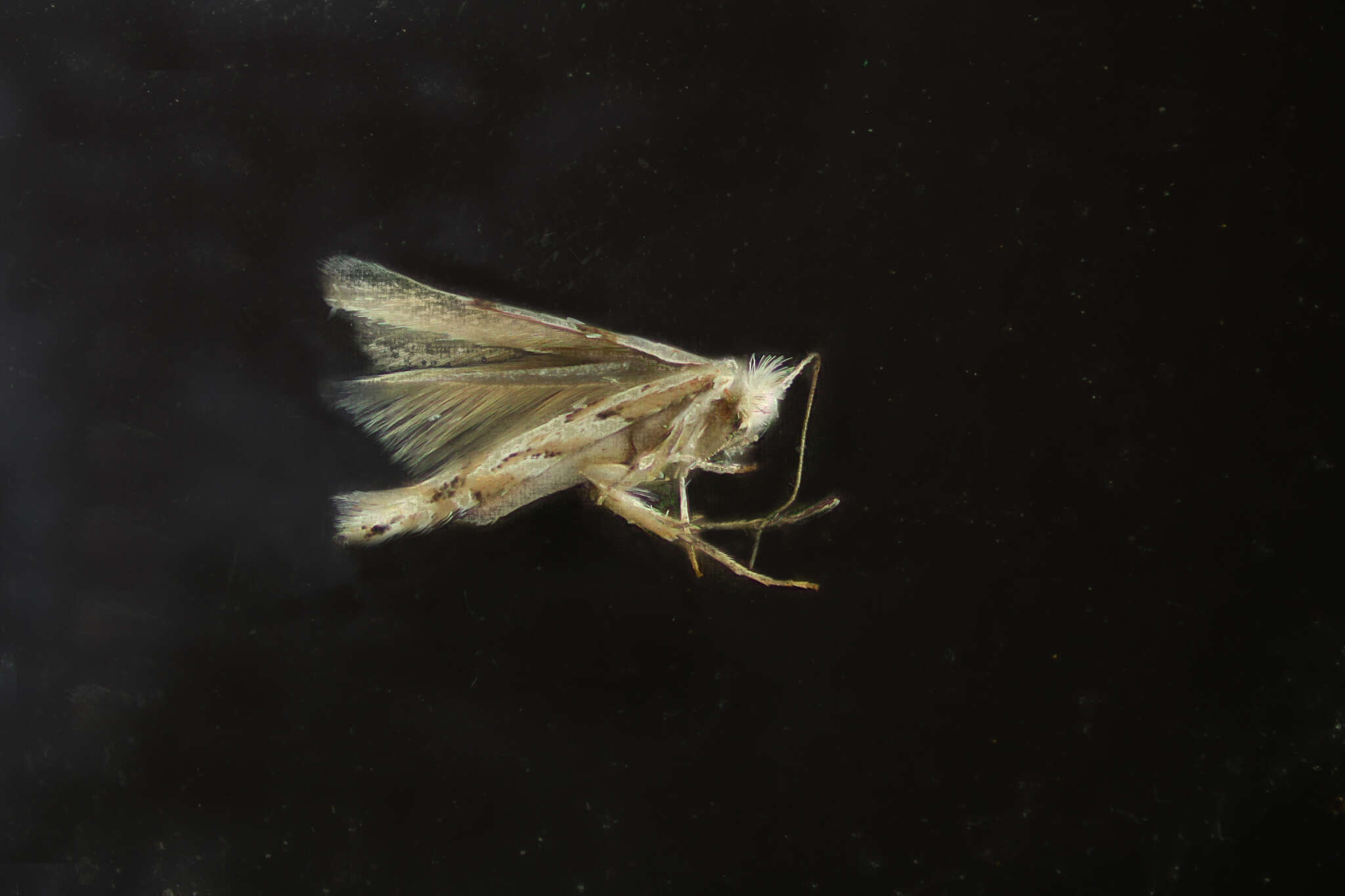 Image of Aspen Leaf Blotch Miner Moth