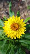 Plancia ëd Xerochrysum bracteatum (Vent.) Tzvelev