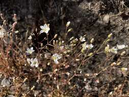 Image of slender stitchwort