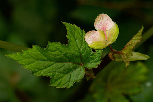 Image of Begonia oxyloba Welw. ex Hook. fil.