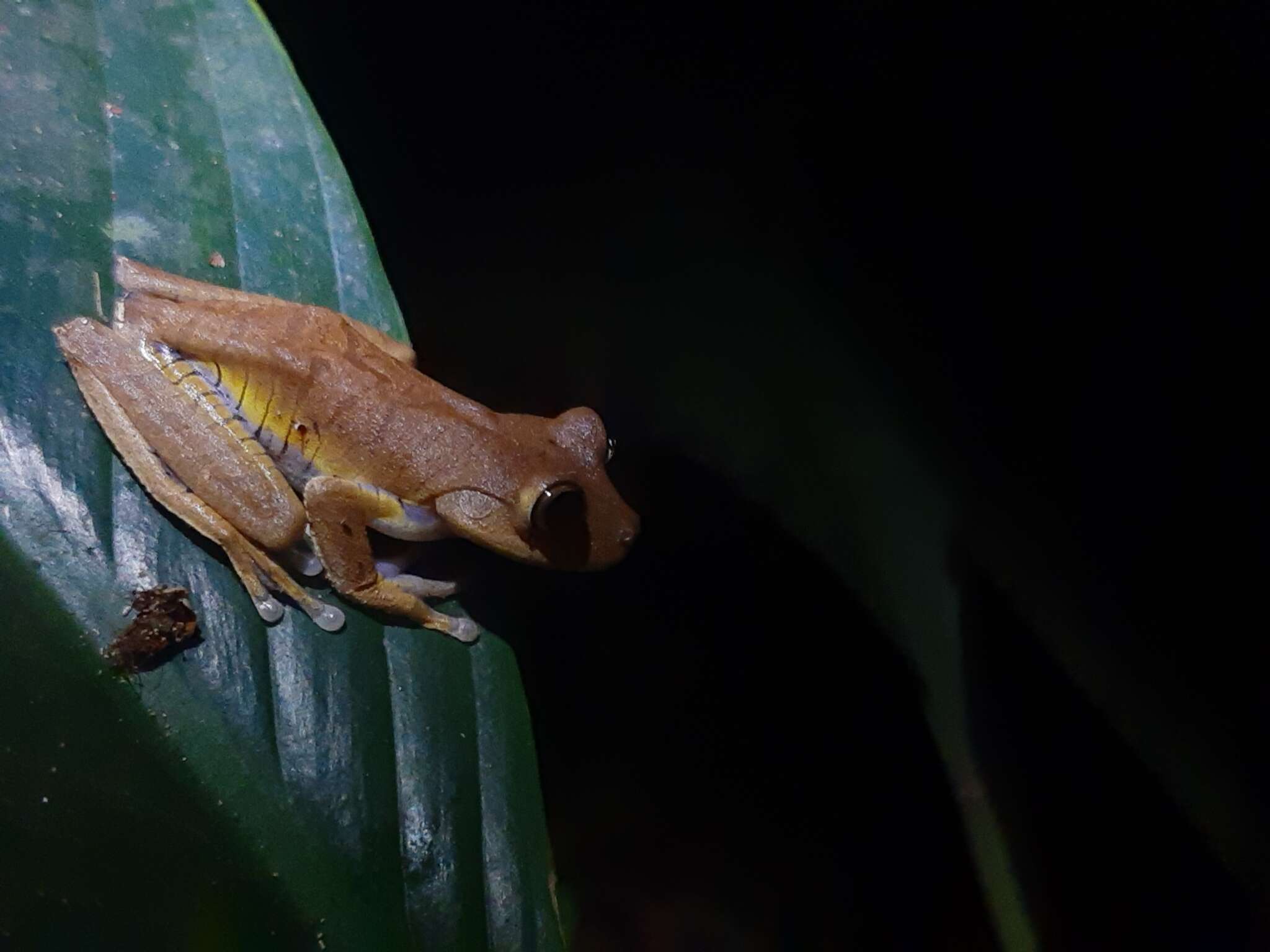 Image of Atlantic Forest Treefrog