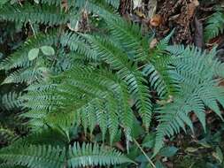 Image de Dryopteris setosa (Thunb. ex Murr.) Akasawa