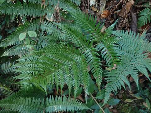 Image of Dryopteris setosa (Thunb. ex Murr.) Akasawa