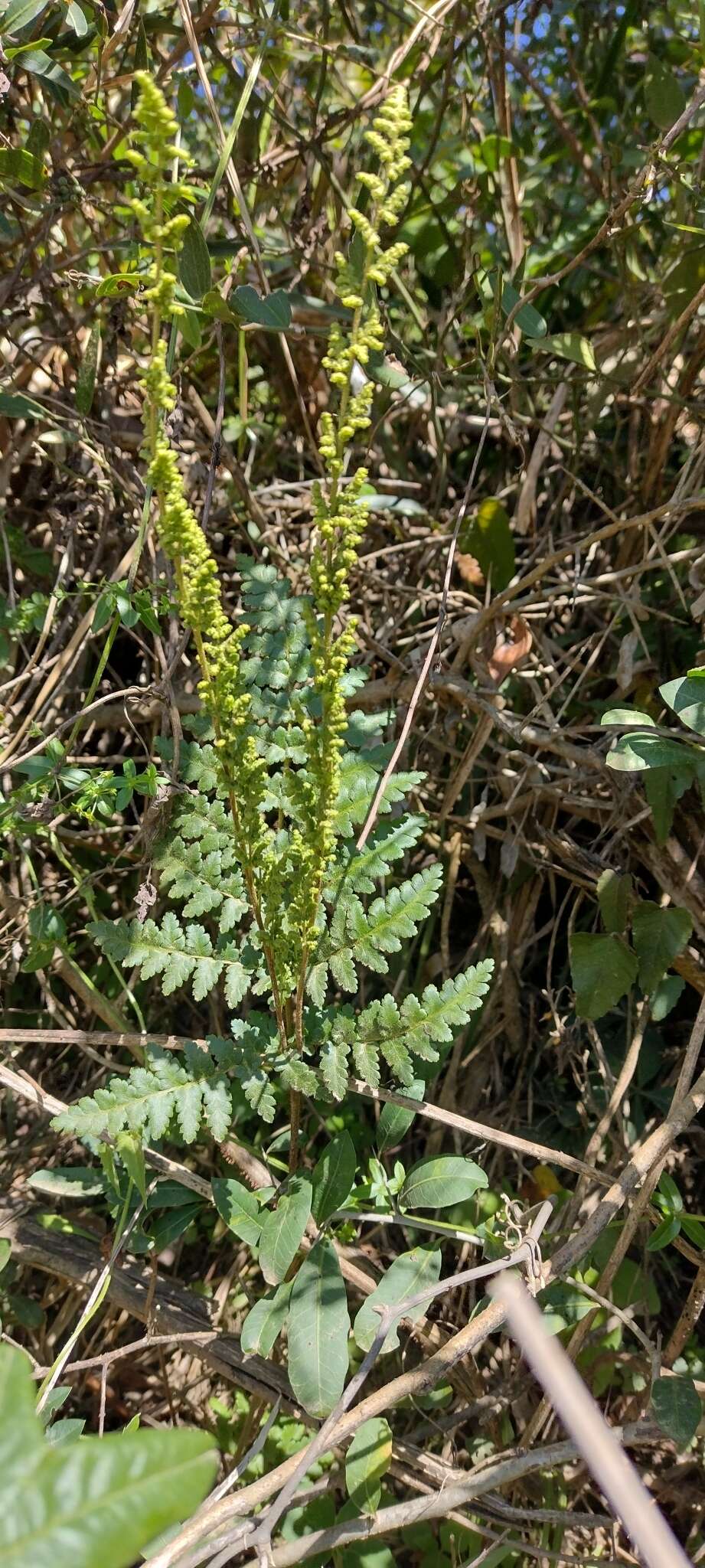 Image of Anemia tomentosa (Sav.) Sw.