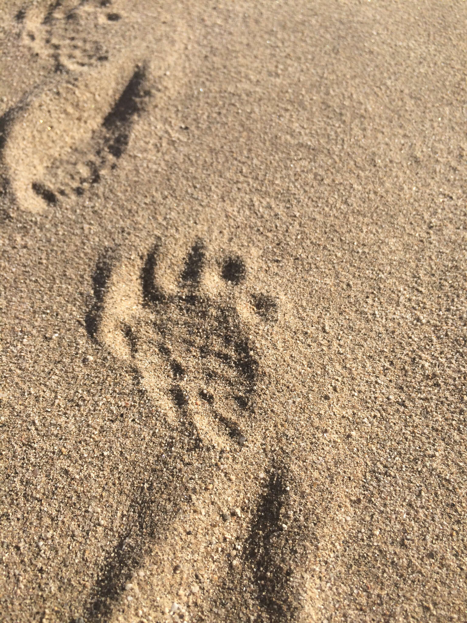 Image of desert tortoise