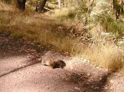 Sivun Tachyglossus aculeatus aculeatus (Shaw 1792) kuva