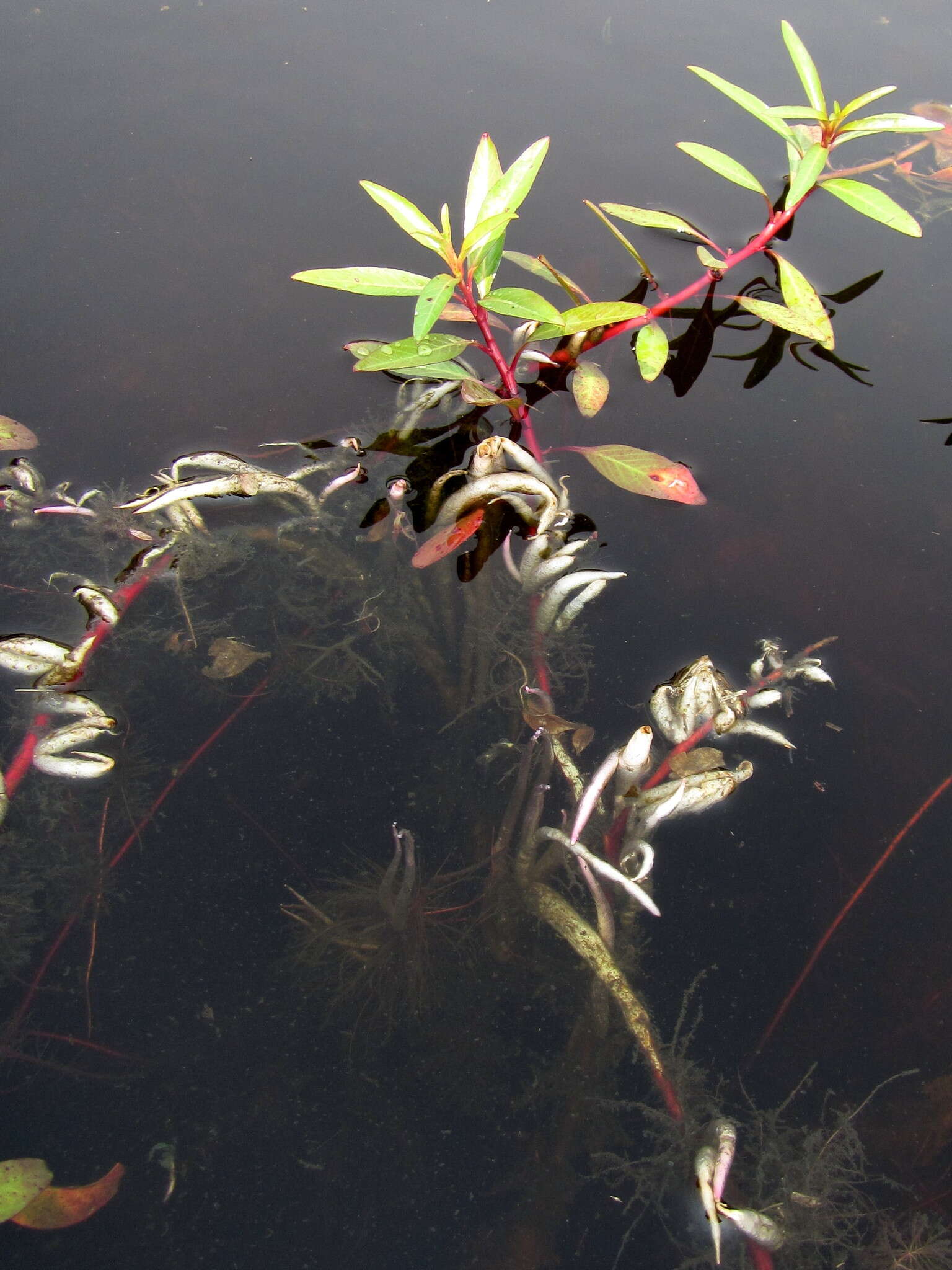 Image of Ludwigia adscendens (L.) Hara