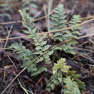 Image of Eaton's lipfern