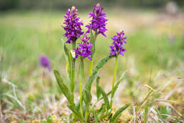 Image of Dactylorhiza cordigera (Fr.) Soó