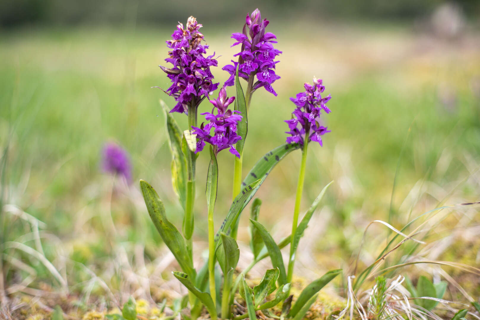 Image of Dactylorhiza cordigera (Fr.) Soó