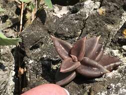 Image of Lenophyllum acutifolium Rose