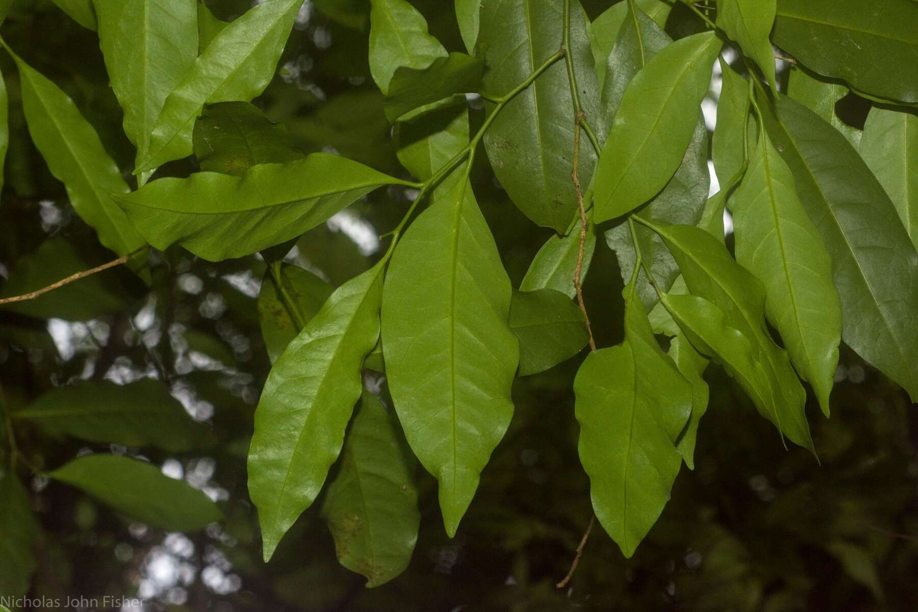 Image of Guilfoylia monostylis (Benth.) F. Müll.