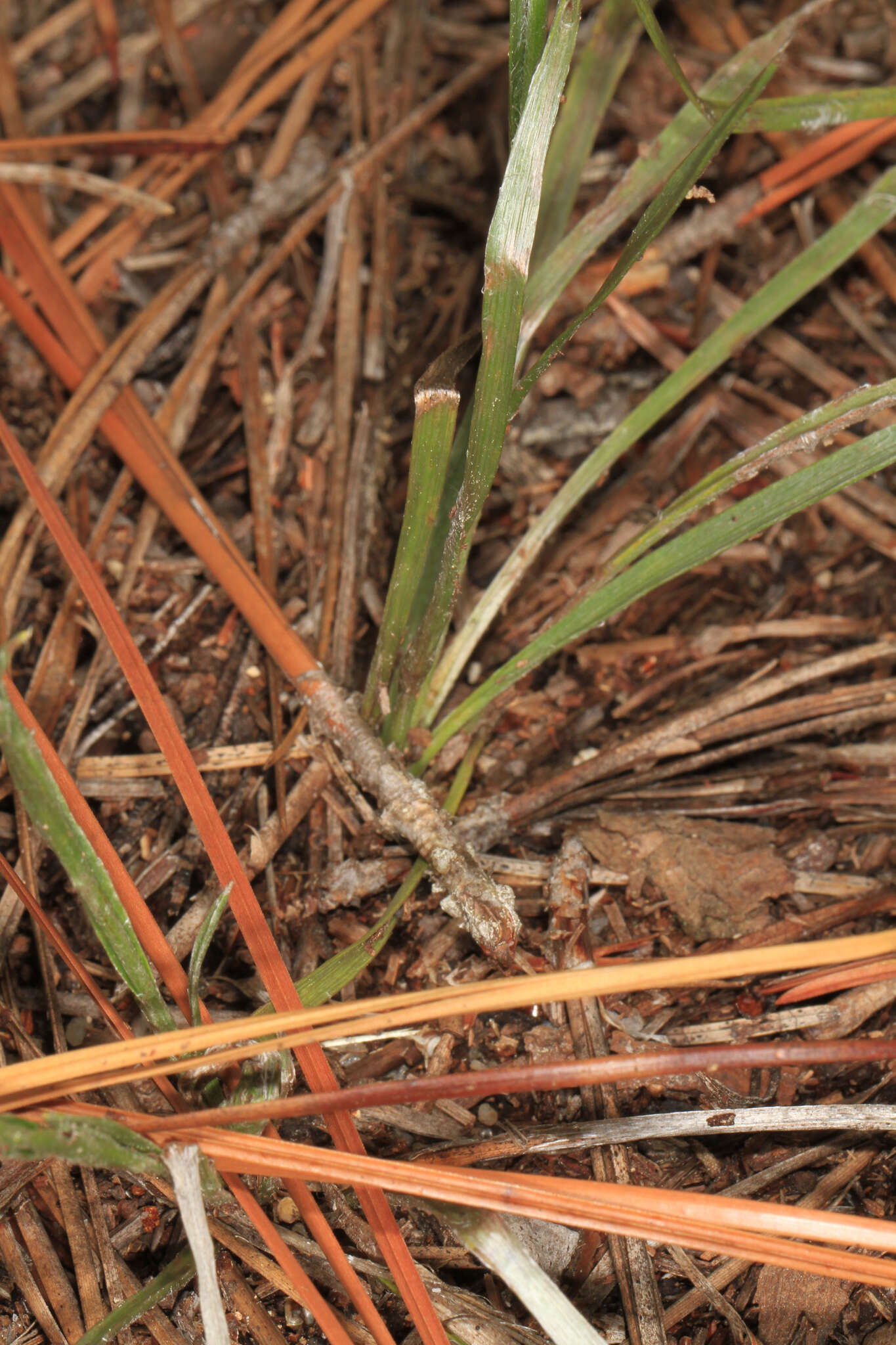 Image de Pityopsis graminifolia (Michx.) Nutt.