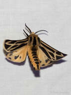 Image of Carlotta's Tiger Moth