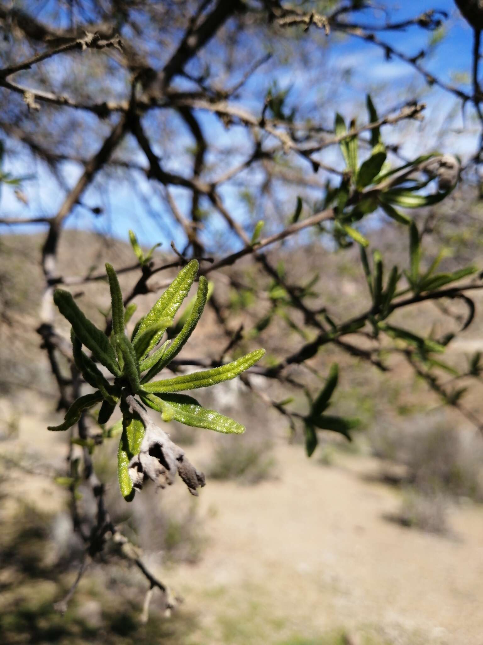 Image de Cordia decandra Hook. & Arn.