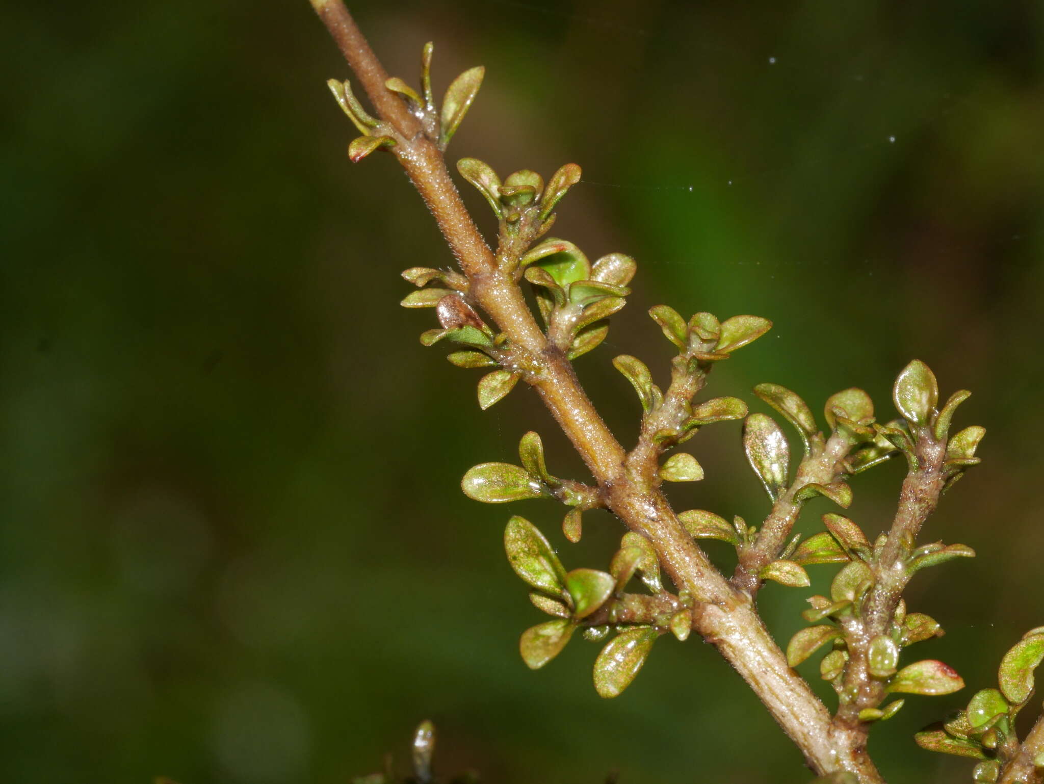 Imagem de Coprosma parviflora Hook. fil.